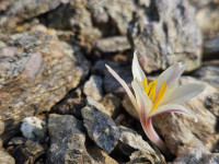 /album/rarity-a-novinky-2026-predjari/colchicum-kesselringii1-jpg1/